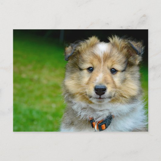 Niedliches Shetland Sheepdog Foto Postkarte (Vorderseite)