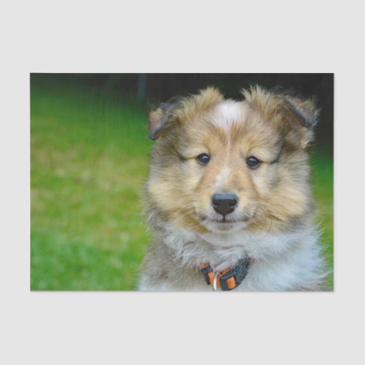 Niedliches Shetland Sheepdog Foto Seidenpapier (Vorderseite)