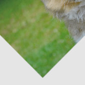 Niedliches Shetland Sheepdog Foto Seidenpapier (Ausschnitt)