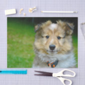 Niedliches Shetland Sheepdog Foto Seidenpapier (Handwerk)