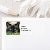 Niedliches Siamkatzen-Foto (Insitu)