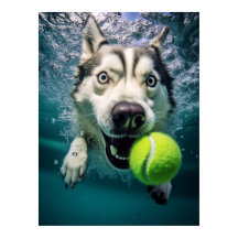 Niedliches Sibirisches Husky Diving Underwater Pos