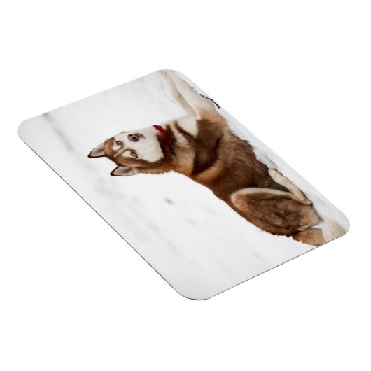 Niedliches Sibirisches Husky-Portrait Magnet (Rechte Seite)