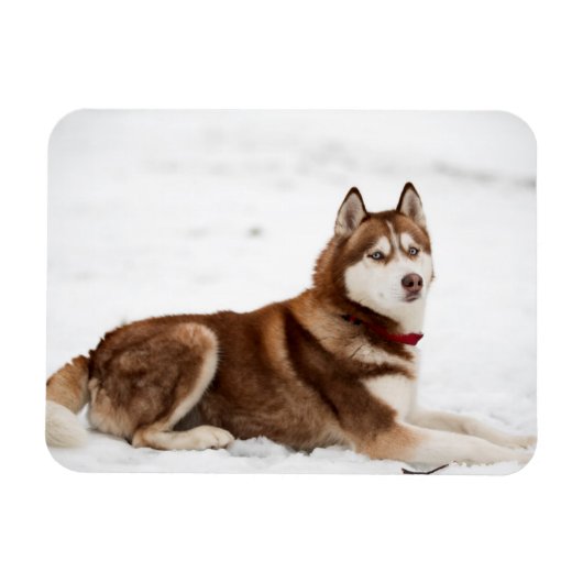 Niedliches Sibirisches Husky-Portrait Magnet (Horizontal)