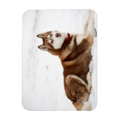 Niedliches Sibirisches Husky-Portrait Magnet (Vertikal)