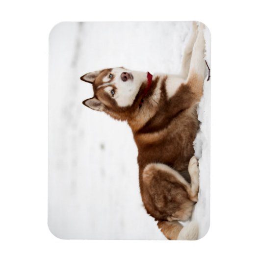 Niedliches Sibirisches Husky-Portrait Magnet (Vertikal)
