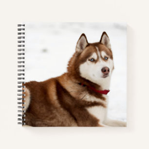 Niedliches sibirisches Husky-Portrait Notizblock