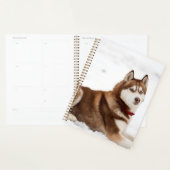 Niedliches sibirisches Husky-Portrait Planer (Anzeige)