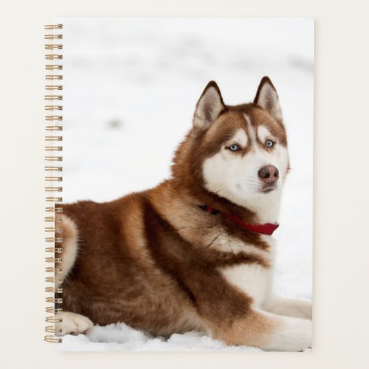 Niedliches sibirisches Husky-Portrait Planer (Vorderseite)