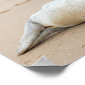 Niedliches Siegel am Strand Poster (Ecke)