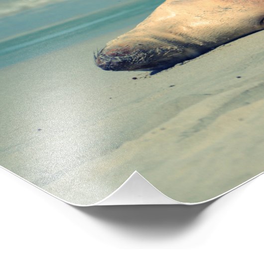 Niedliches Siegel Fotodruck (Ecke)