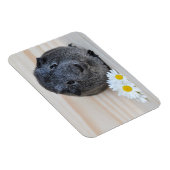 Niedliches Smooth, Silver Agouti Guinea Schwein un Magnet (Rechte Seite)