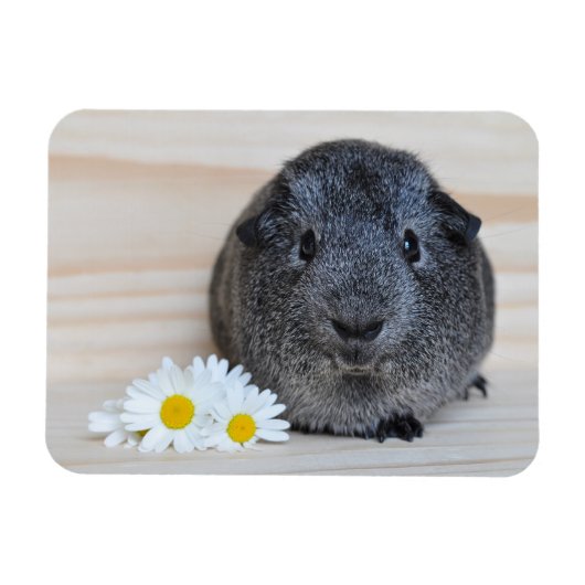 Niedliches Smooth, Silver Agouti Guinea Schwein un Magnet (Horizontal)