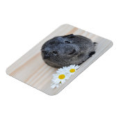 Niedliches Smooth, Silver Agouti Guinea Schwein un Magnet (Linke Seite)