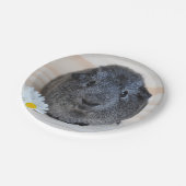 Niedliches Smooth, Silver Agouti Guinea Schwein un Pappteller (Schrägansicht)