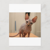 Niedliches Sphynx-Kätzchen "Ich bin furless, oder? Postkarte (Vorderseite)
