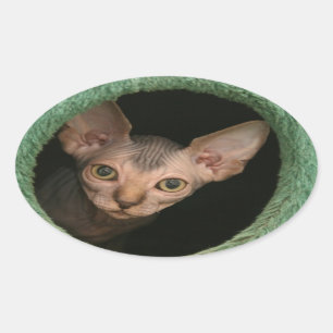 Niedliches sphynx Kätzchen Ovaler Aufkleber