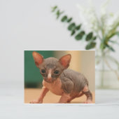 Niedliches Sphynx-Kätzchen Postkarte (Stehend Vorderseite)