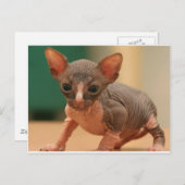 Niedliches Sphynx-Kätzchen Postkarte (Vorne/Hinten)
