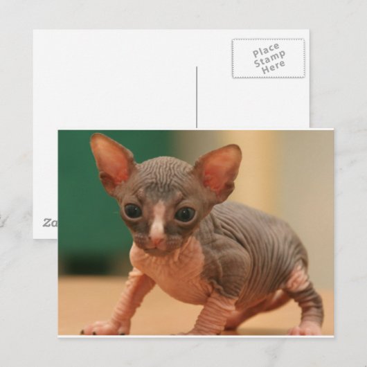 Niedliches Sphynx-Kätzchen Postkarte (Vorne/Hinten)