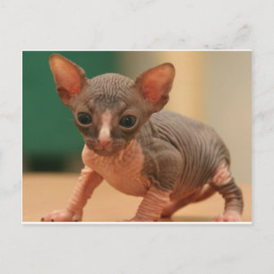 Niedliches Sphynx-Kätzchen Postkarte