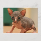 Niedliches Sphynx-Kätzchen Postkarte (Vorderseite)
