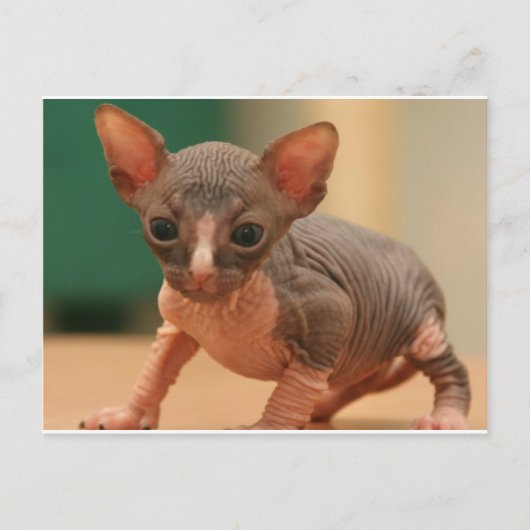 Niedliches Sphynx-Kätzchen Postkarte (Vorderseite)