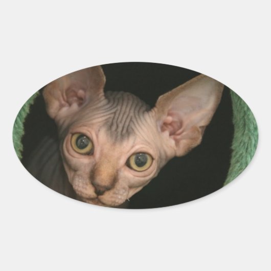Niedliches Sphynxkitt Ovaler Aufkleber (Vorderseite)