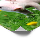 Niedliches Stall-Rosa-Ferkel Poster (Ecke)