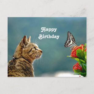 Niedliches Tabby Cat Butterfly Foto Geburtstag Postkarte