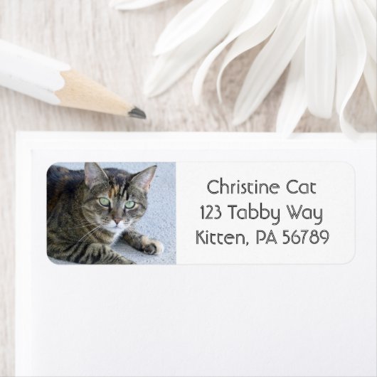 Niedliches Tabby Cat Foto (Insitu)