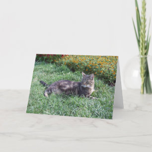 Niedliches Tabby Cat Foto Karte
