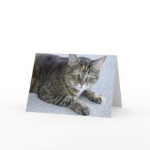 Niedliches Tabby Cat Foto