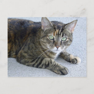 Niedliches Tabby Cat Foto Postkarte