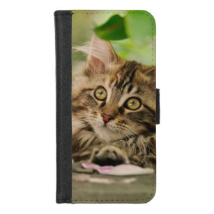 Niedliches Tabby Maine Coon Cat Kitten Fluffy Head iPhone 8/7 Geldbeutel-Hülle