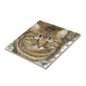 Niedliches Tabby mit Blick auf die Stift Fliese (Seite)