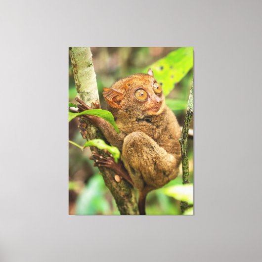 Niedliches Tarsier-Affenwild Leinwanddruck (Vorderseite)