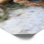 Niedliches Toad-Gesicht Nah Poster (Ecke)