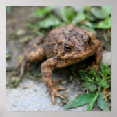 Niedliches Toad-Gesicht Nah Poster (Vorne)