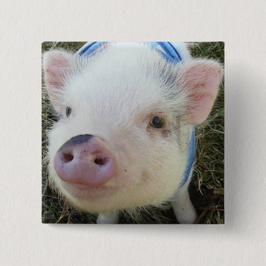 Niedliches Topf-Bauch-Schwein Button (Vorderseite)