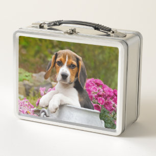 Niedliches Tricolor Beagle-Hundewelpen-Haustier in Metall Lunch Box
