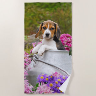 Niedliches Tricolor Beagle-Hundewelpen-Haustier in Strandtuch