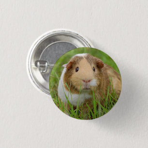 Niedliches Tricolor Meerschweinchen im grünen Gra Button
