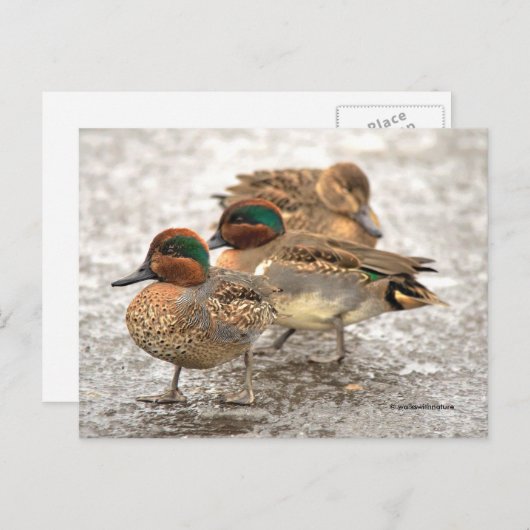 Niedliches Trio der Aquamarinen Enten mit grünen F Postkarte (Vorne/Hinten)