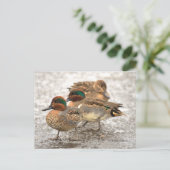 Niedliches Trio der Aquamarinen Enten mit grünen F Postkarte (Stehend Vorderseite)