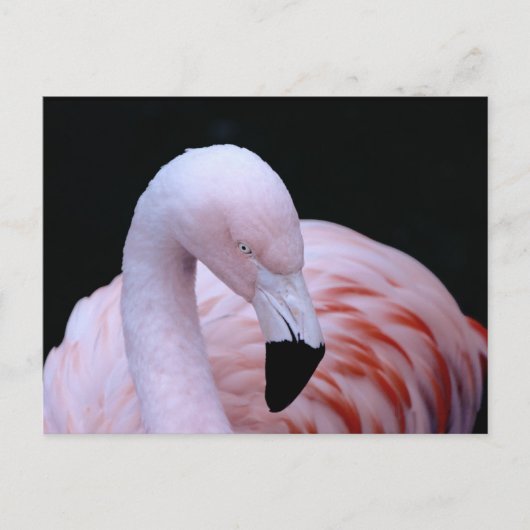 Niedliches tropisches Rosa Flamingo Postkarte (Vorderseite)