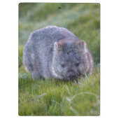 Niedliches und cuddly Wombat Tasmanien Australien Klemmbrett (Rückseite)