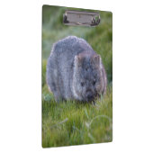 Niedliches und cuddly Wombat Tasmanien Australien Klemmbrett (Rechts)