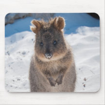 Niedliches und glückliches Quokka am Strand Austra