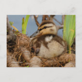 Niedliches und kostbares Mallard Duckling Postkarte (Vorderseite)